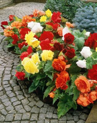 Die Begonia-Gärten: Ein buntes Blütenmeer am Rande des Meeres!